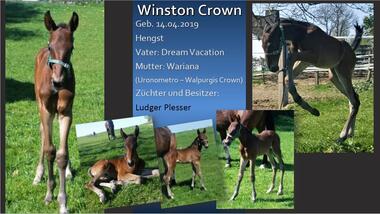 Winston Crown