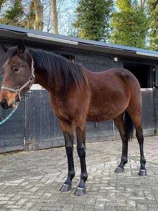 Admiral Crown / Marktplatz / Stall - mein-trabrennsport.de